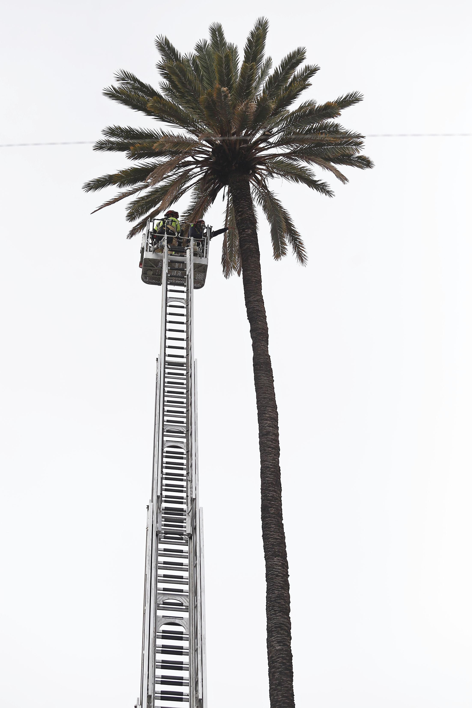 La palmera de Huelva es sometida a una inspección y posterior poda tras el paso del último temporal