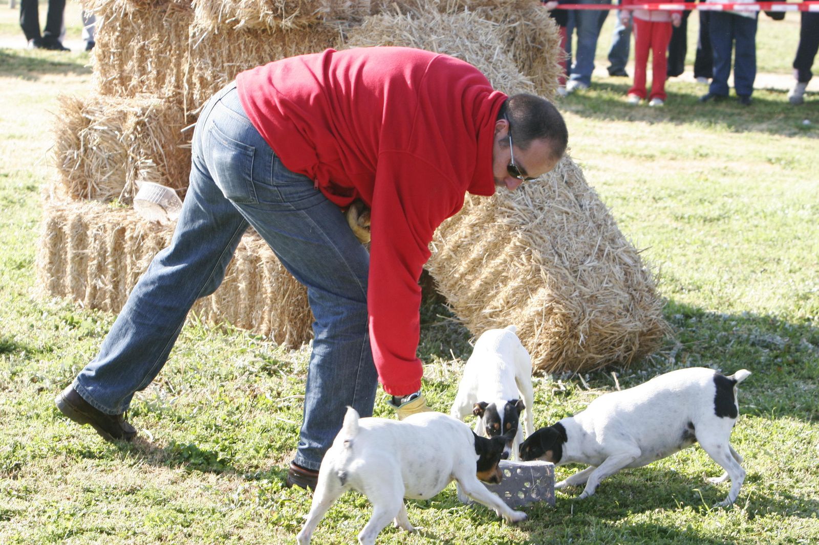 El municipio también dispone de un alto número de canes como mascotas.