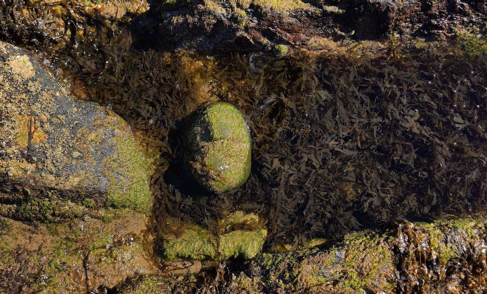 Imágenes del manto de alga parda en la playa de Getares