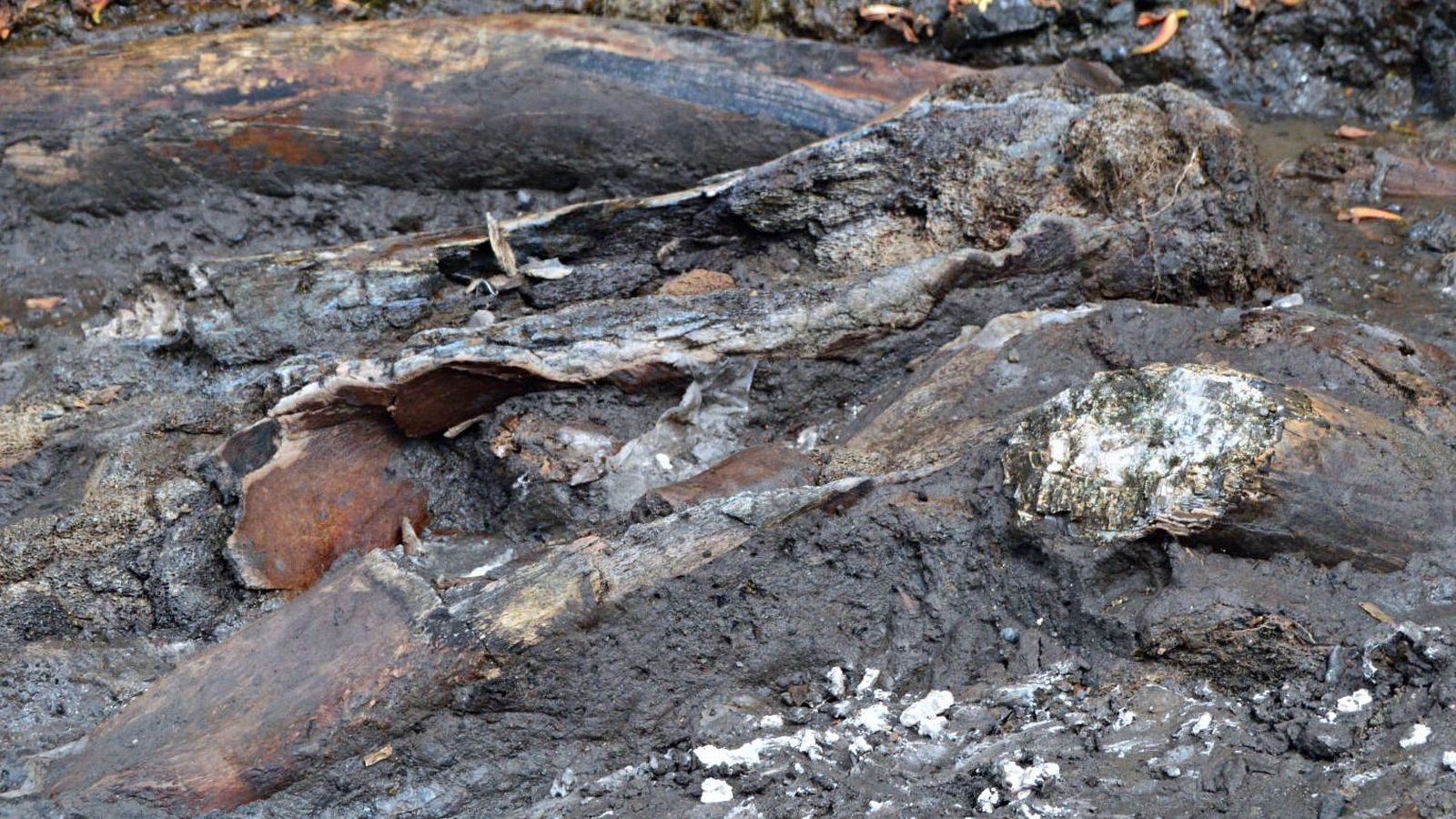 Los fósiles hallados