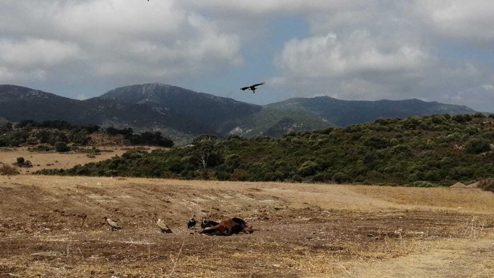 Una bandada de buitres rodea el cadáver abandonado de un caballo, este miércoles.