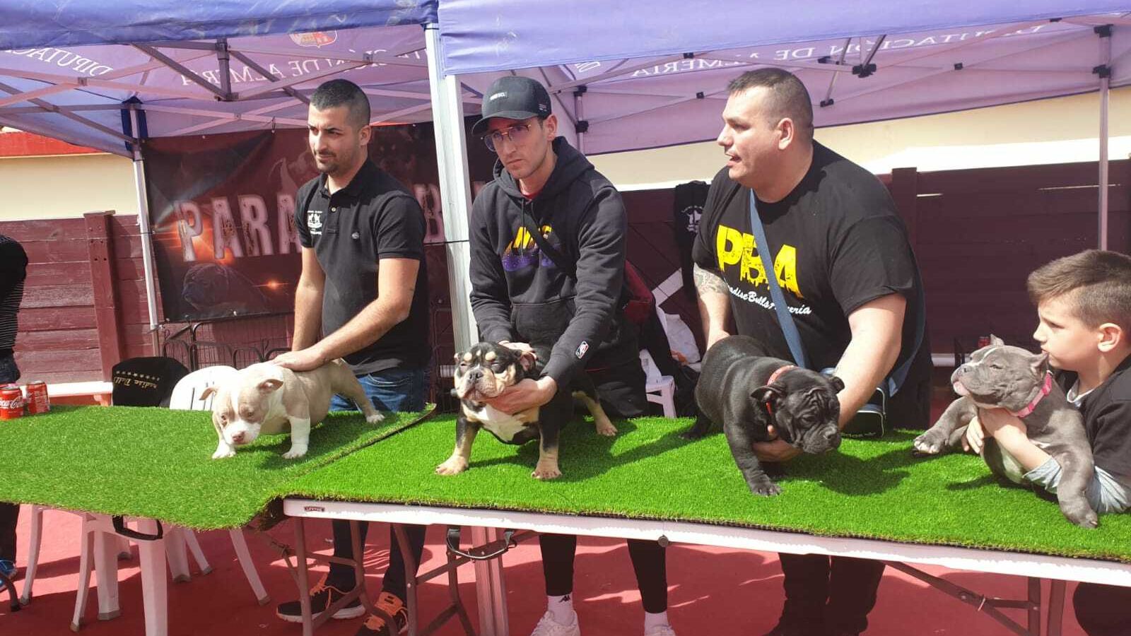 Prueba del concurso de american bully.