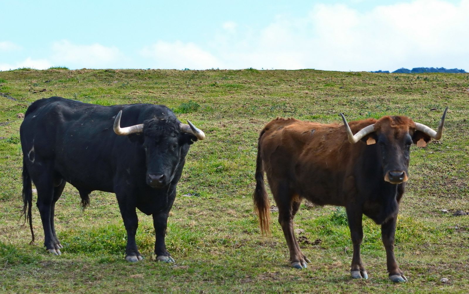 El toro 'Dominante', indultado en Palos, ya 'padrea' en la finca.