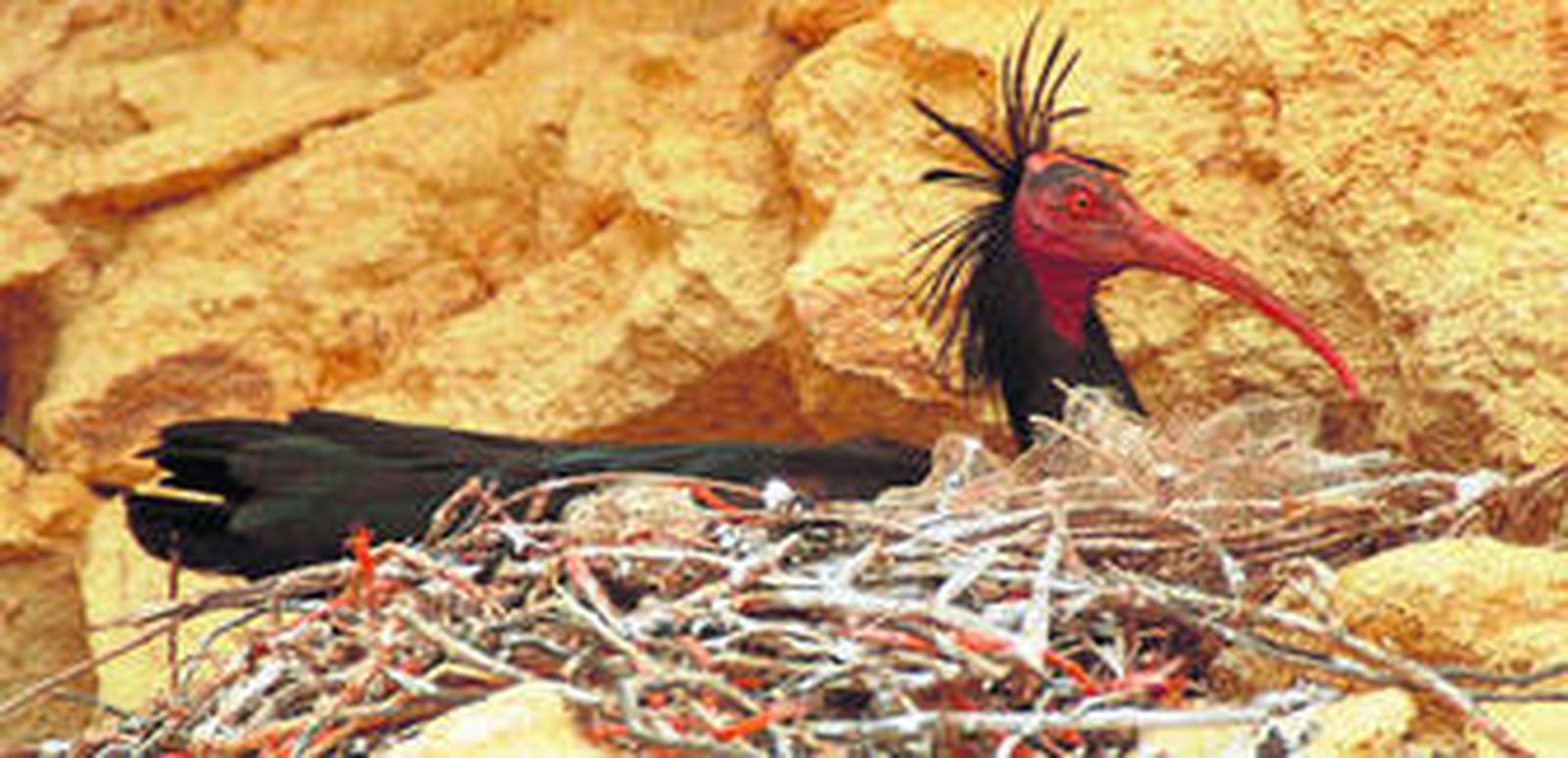 Un ejemplar de esta rara y amenazada ave que sólo nidifica dentro de Europa en la provincia de Cádiz.