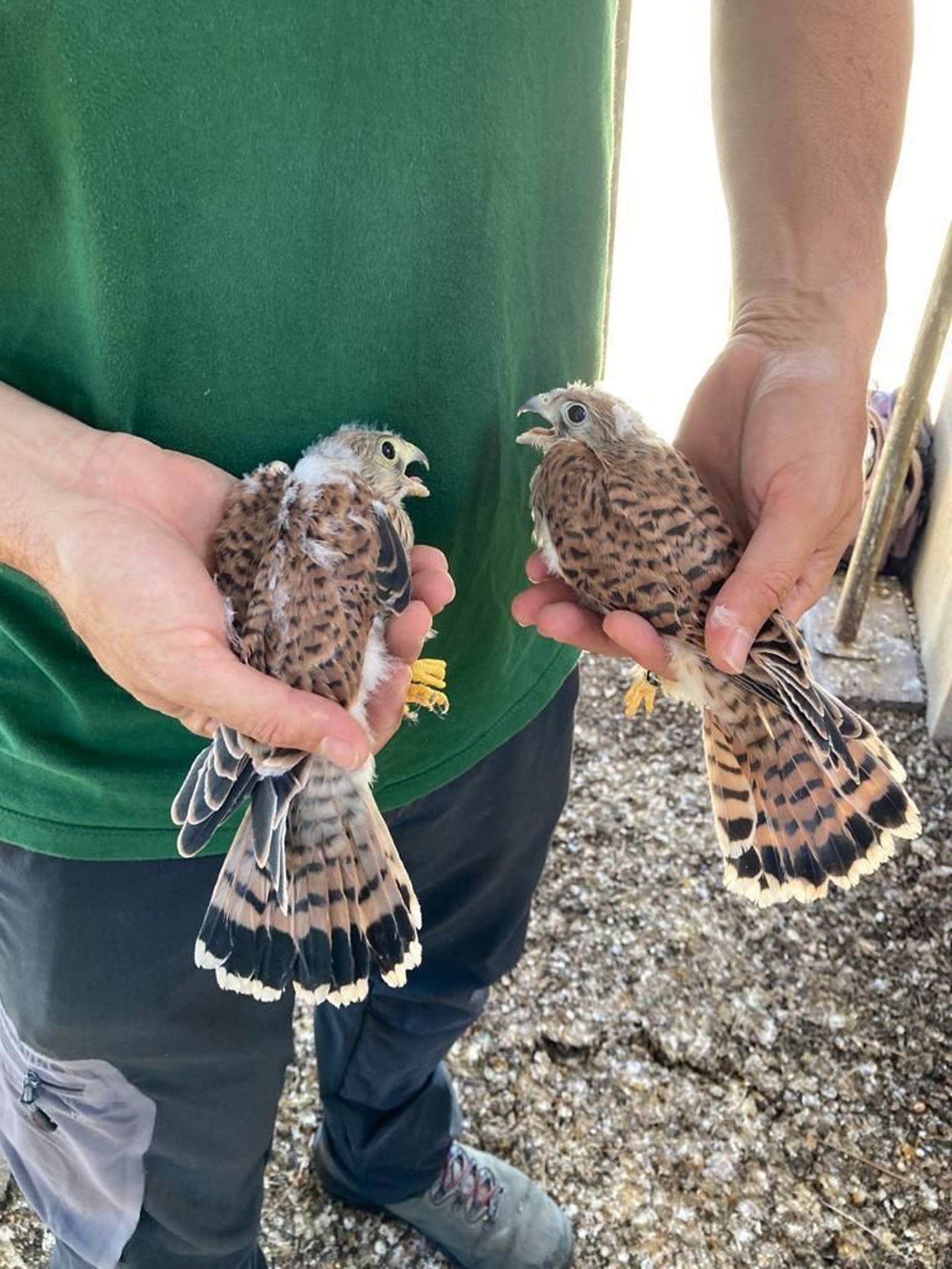 Dos crías de cernicalo de los nidos ubicados en San Juan de los Caballeros.