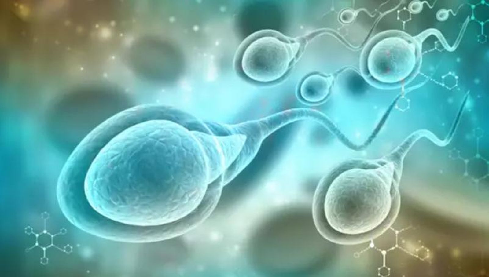 Una representación de esperma humano.
