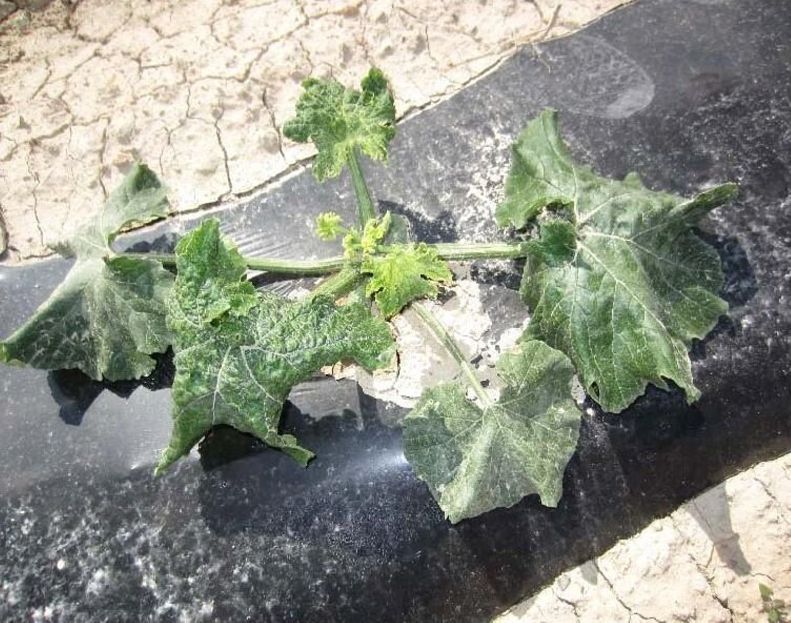 Virosis en planta de calabacín.