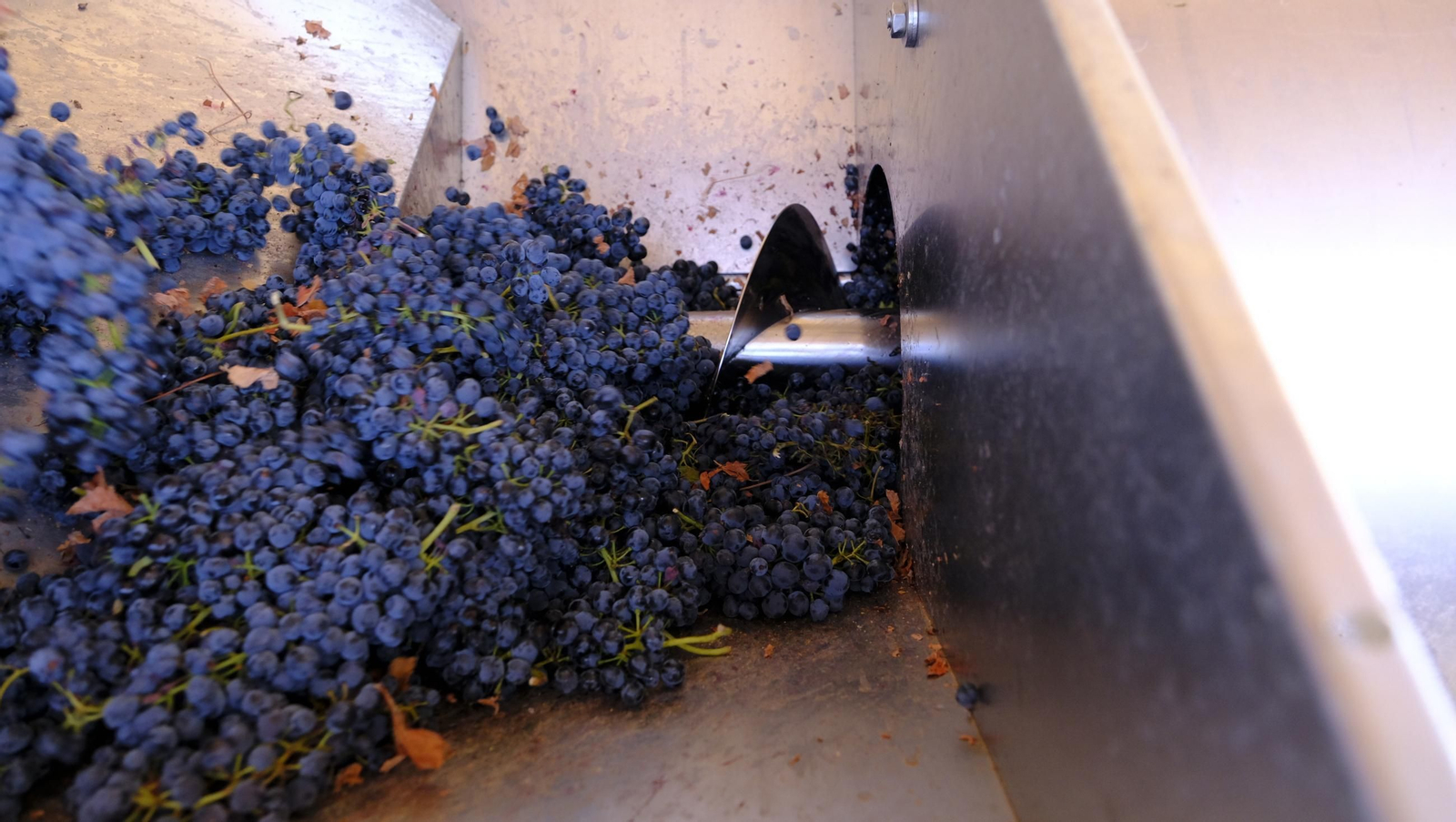 Las imágenes de la vendimia en la zona de Laujar de Andarax