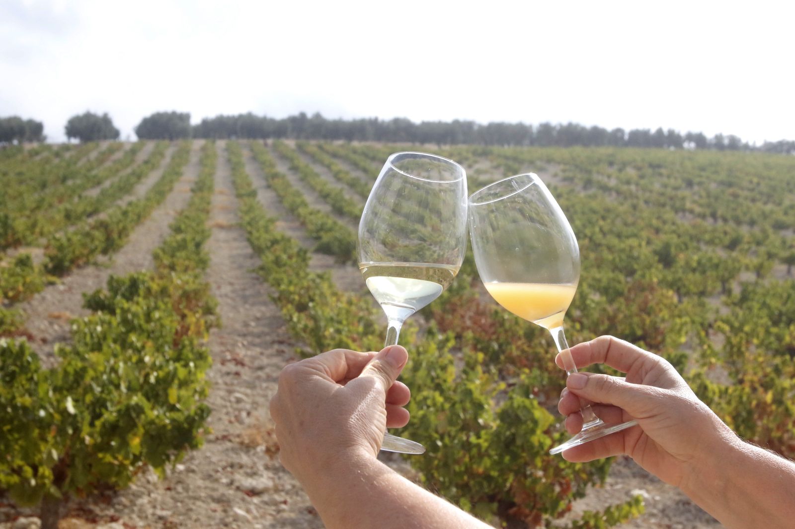 Dos copas de vino sobre el campo de Montilla.