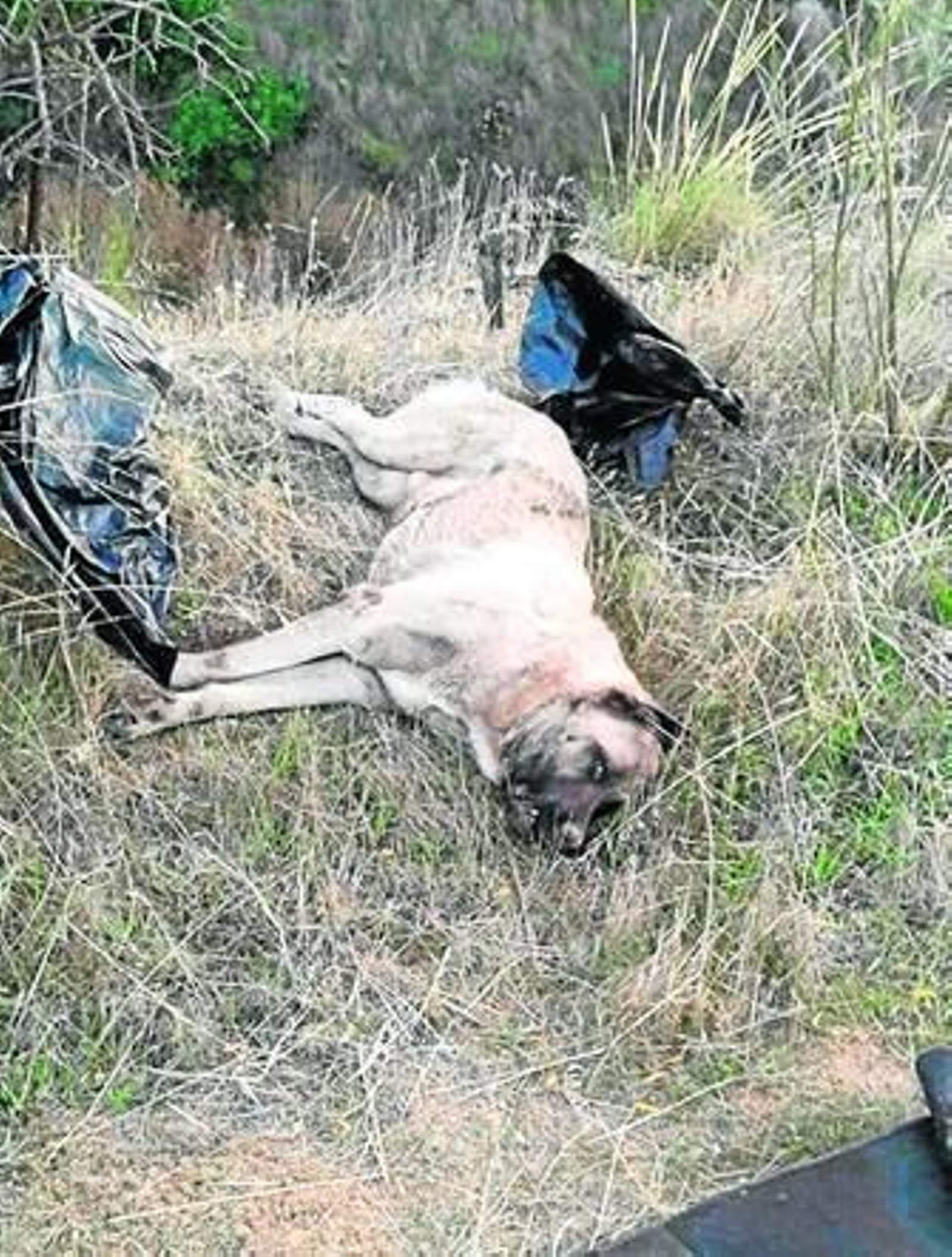 El mastín en el lugar en el que fue encontrado.