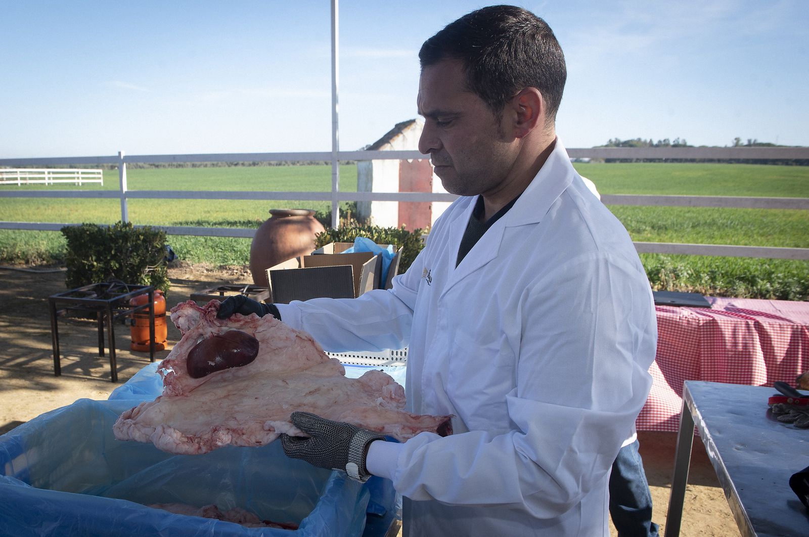 Un día de matanza en una finca sevillana
