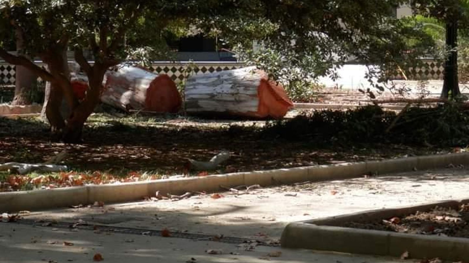 Uno de los troncos talados en el parque.