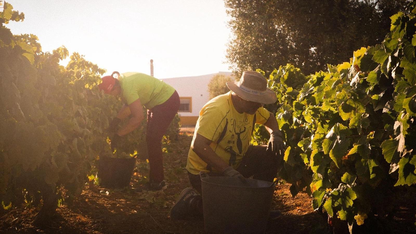 Trabajadores en las viñas.