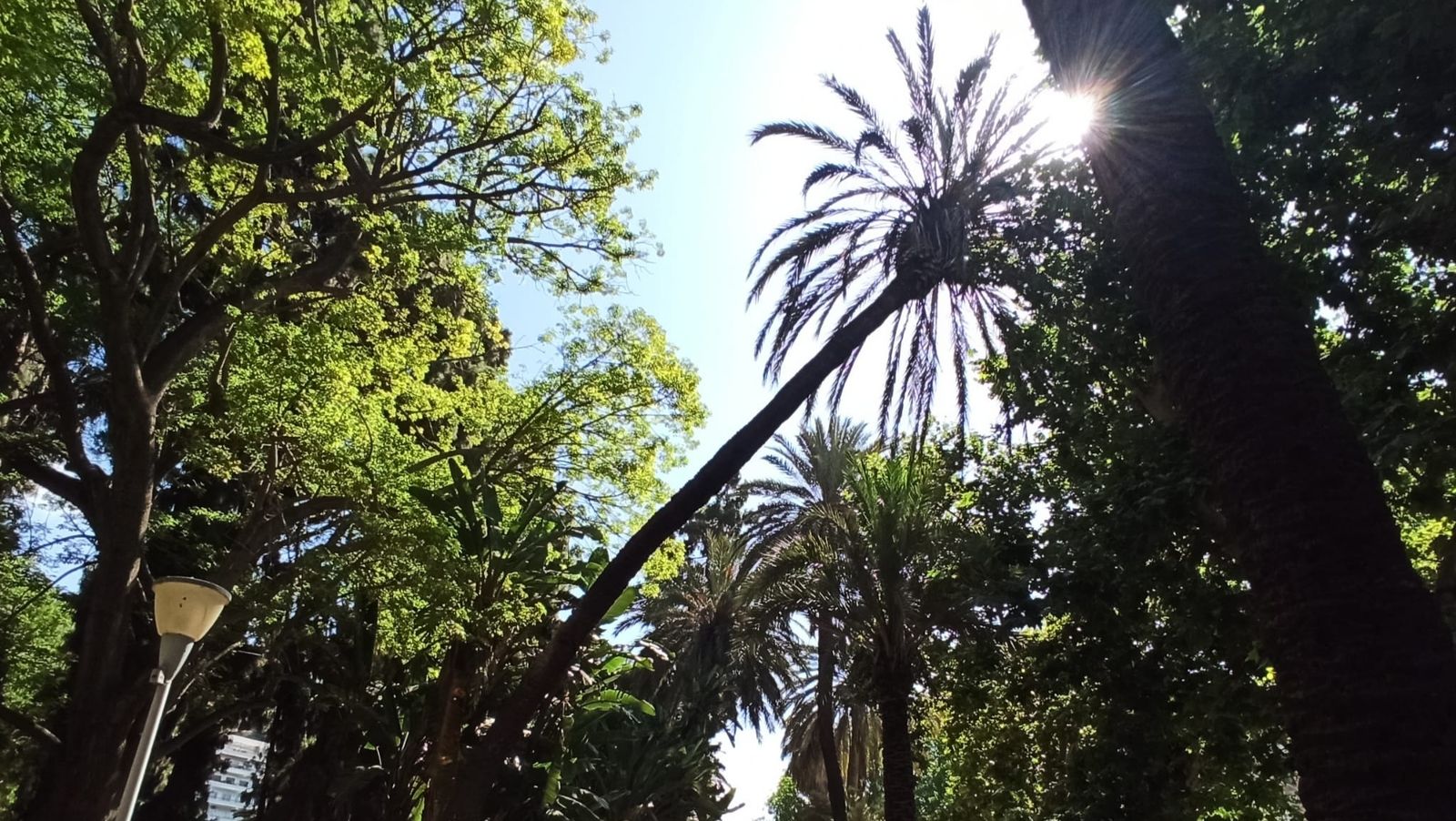 Una de las palmeras inclinadas por su altura y el peso de sus ramas en el Parque de Málaga