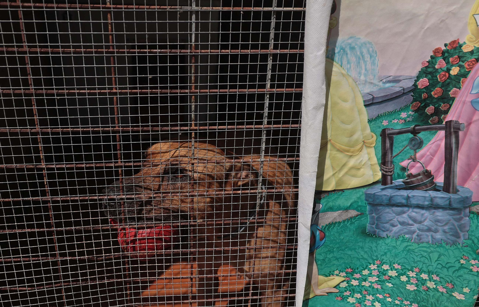 Imágenes de la protectora de animales del Campo de Gibraltar en Los Barrios