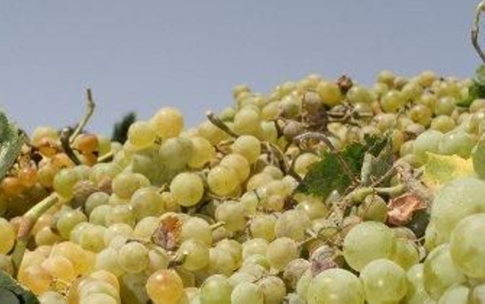 Las cuentas de los viticultores