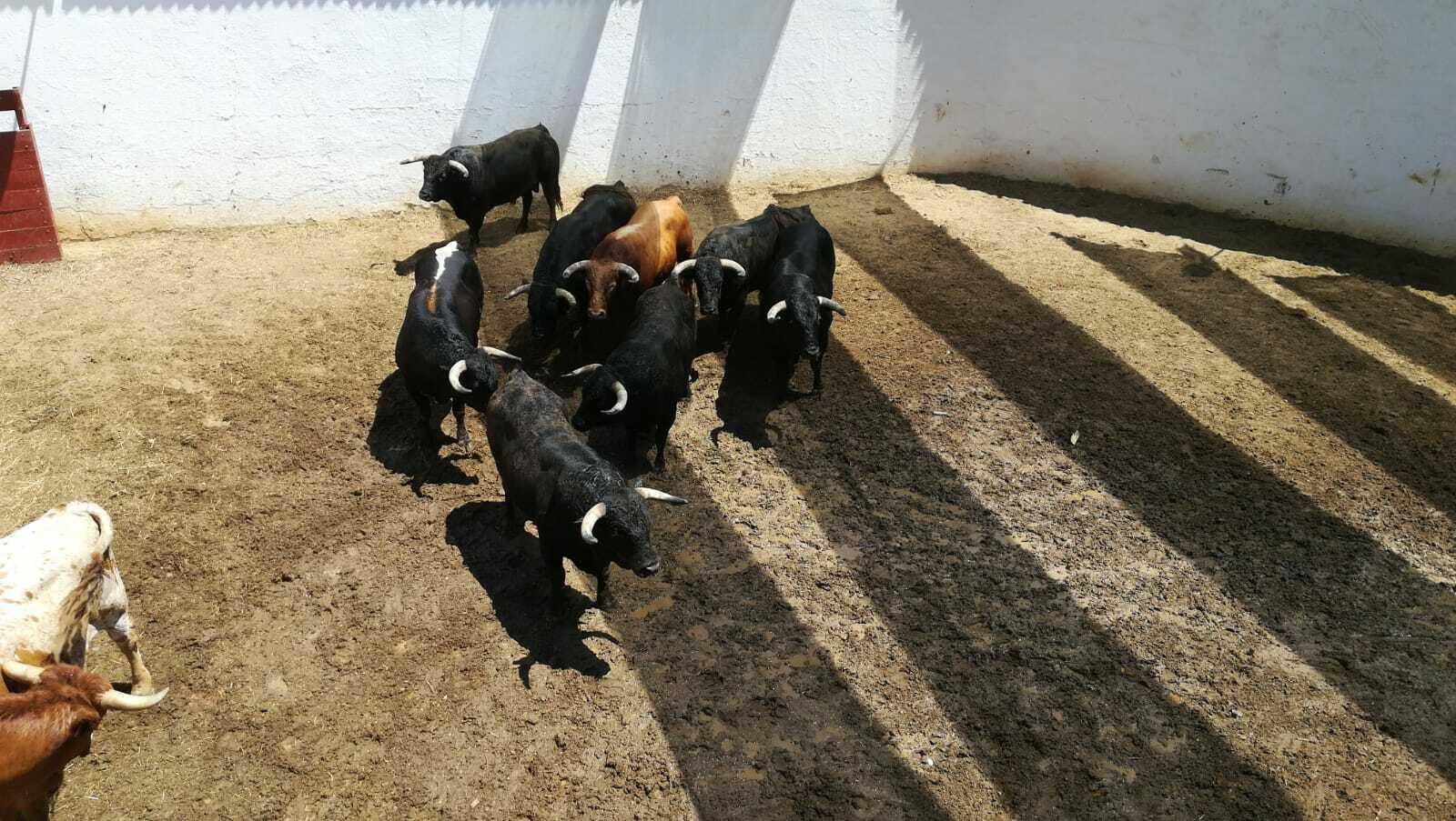 Imagen del lote que se lidiará hoy en la plaza de la Merced.