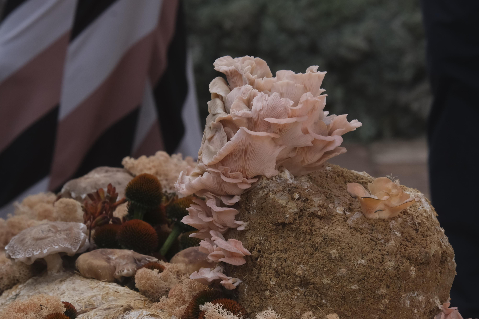 Un recorrido por los patios del Festival Flora 2022 de Córdoba, en imágenes