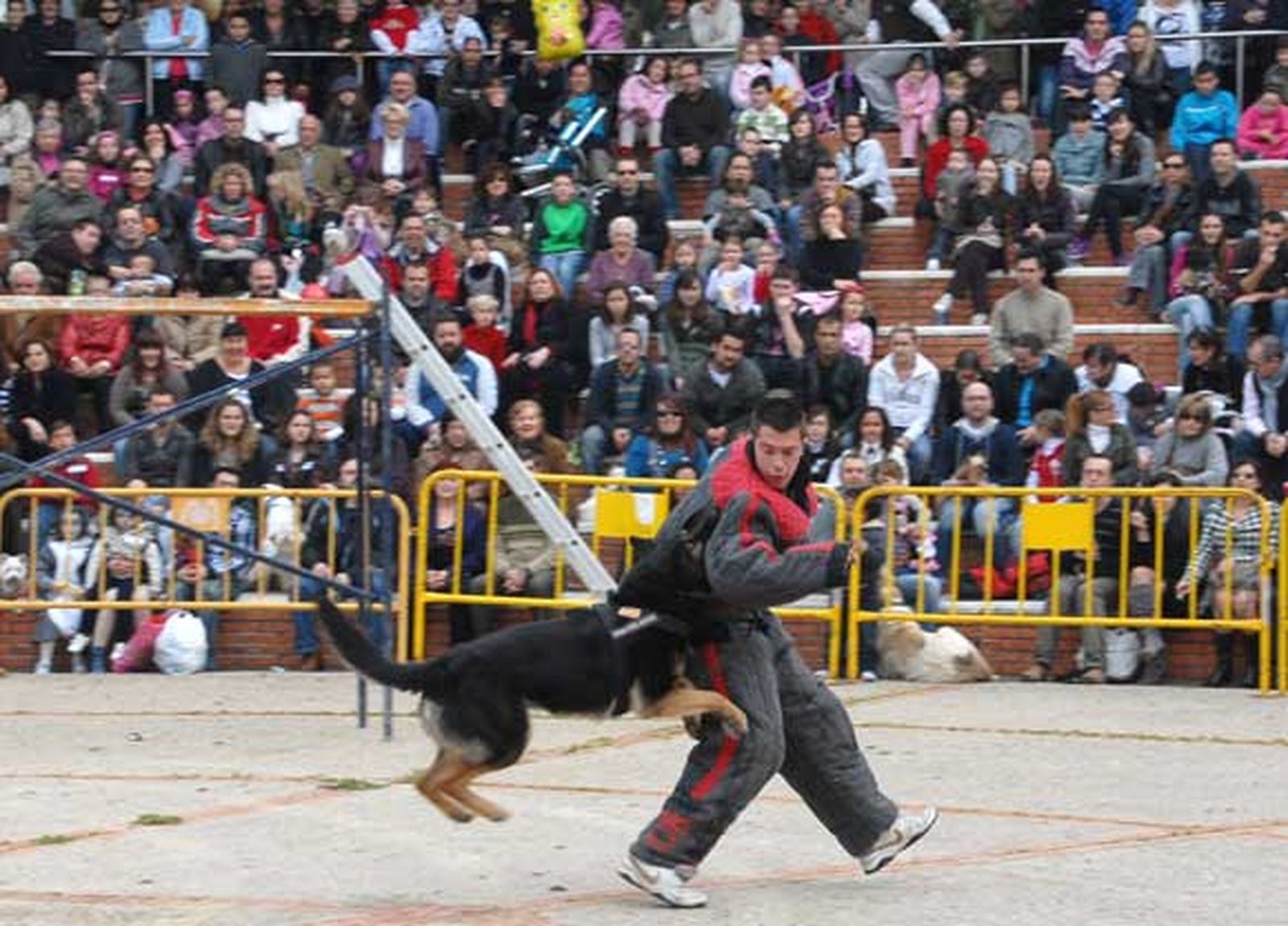 Celebración del día de San Antón en San Fernando, con concurso de mascotas y exhibición de perros policía y antidrogas de las unidades caninas de la armada y Policía Local

Foto: Rioja