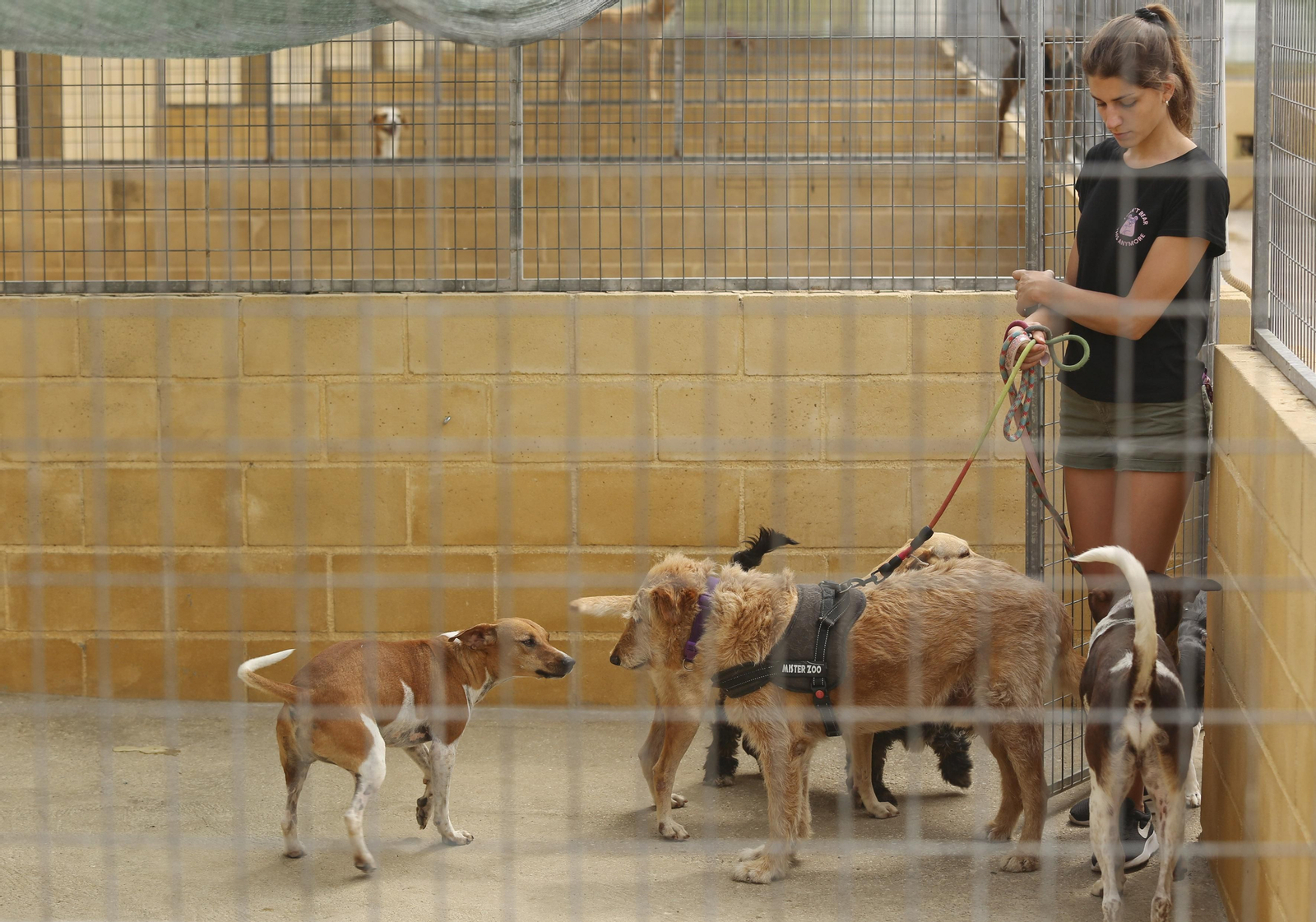 Las fotos de los animales de la Protectora de Málaga Las fotos de los animales de la Protectora de Málaga