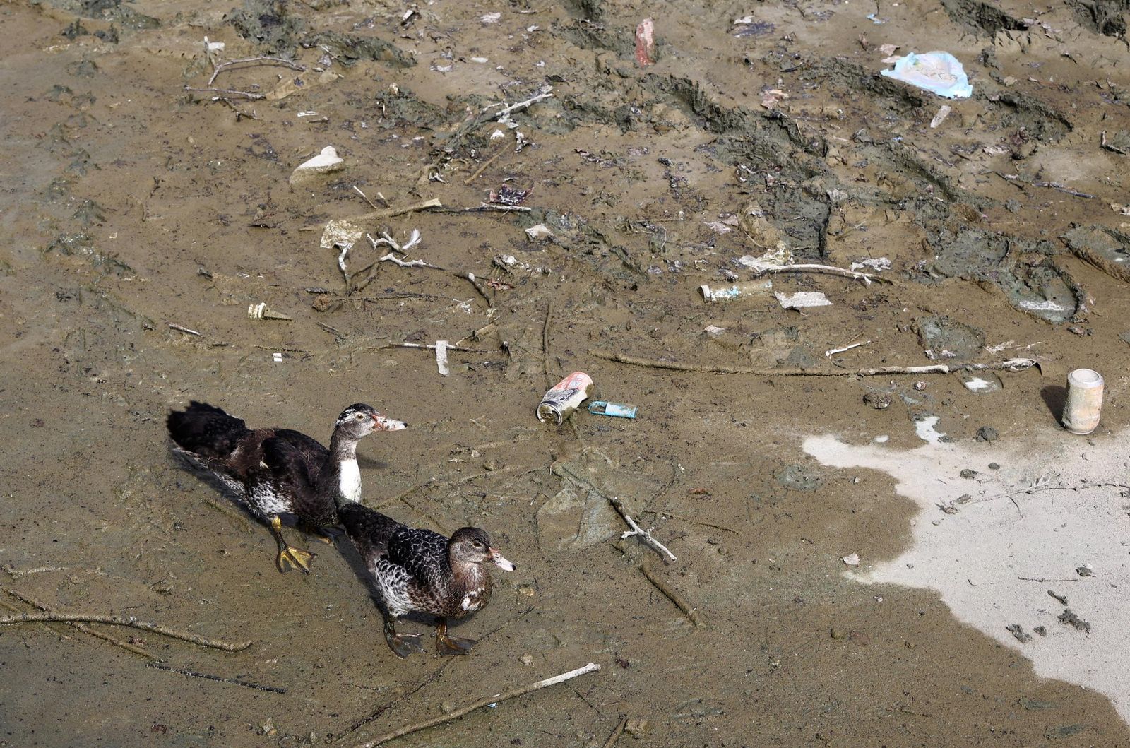 Vaciado de la ría de la Plaza de España para su liemza y restauración
