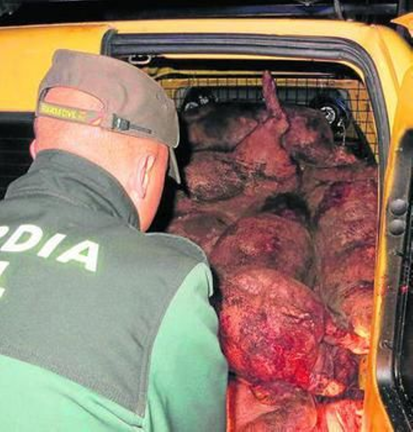 Un agente de la Guardia Civil durante la inspección del vehículo y los cerdos. Un agente de la Guardia Civil durante la inspección del vehículo y los cerdos.