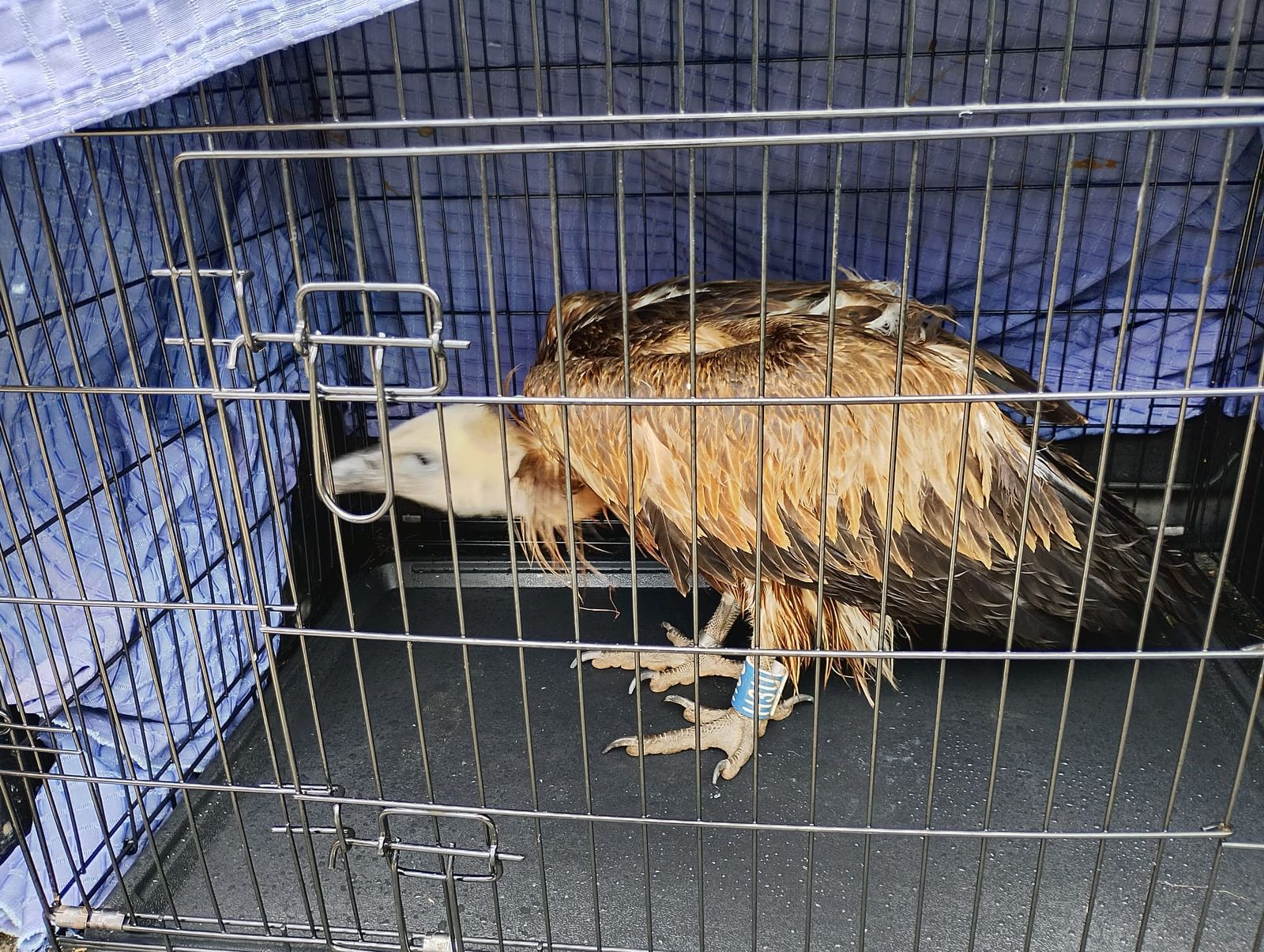 El traslado de un ave rapaz al centro de recuperación de Cádiz.