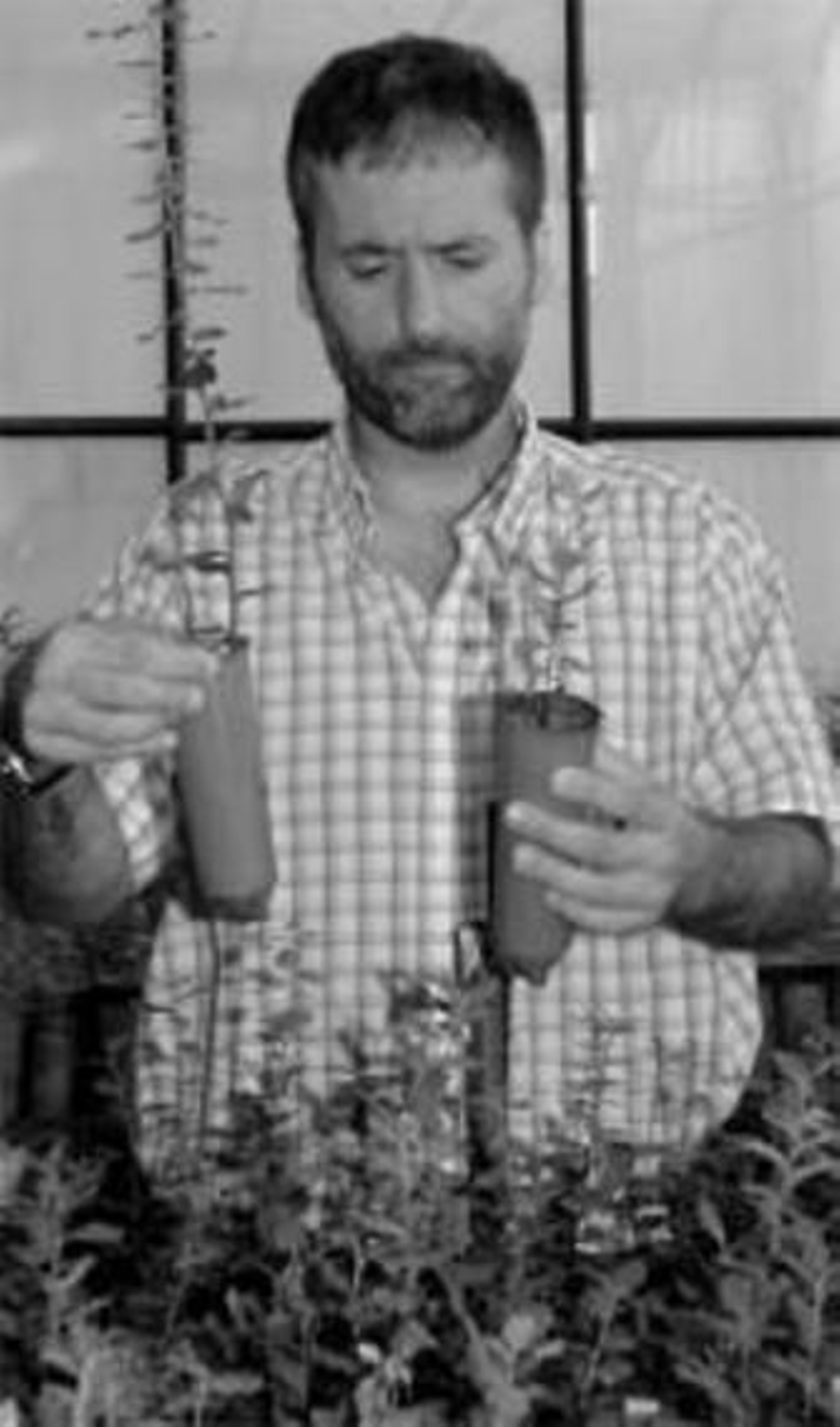 Cada año mueren más de 40.000 encinas y alcornoques