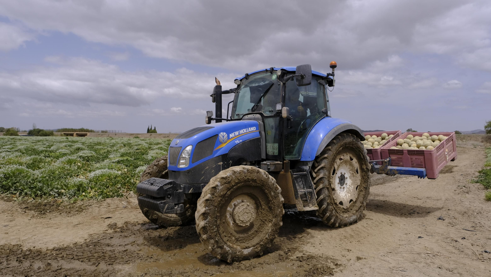 La sandía y el melón de Huércal Overa, manjares en imágenes