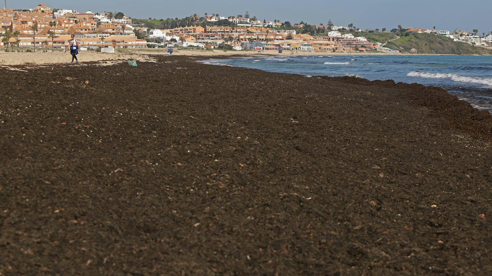 El alga invasora cubre la orilla de playa Getares
