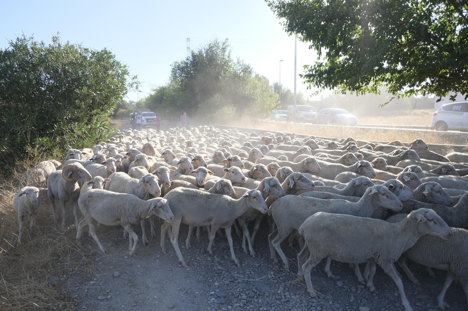 Un paseo trashumante por Córdoba, en imágenes Un paseo trashumante por Córdoba, en imágenes