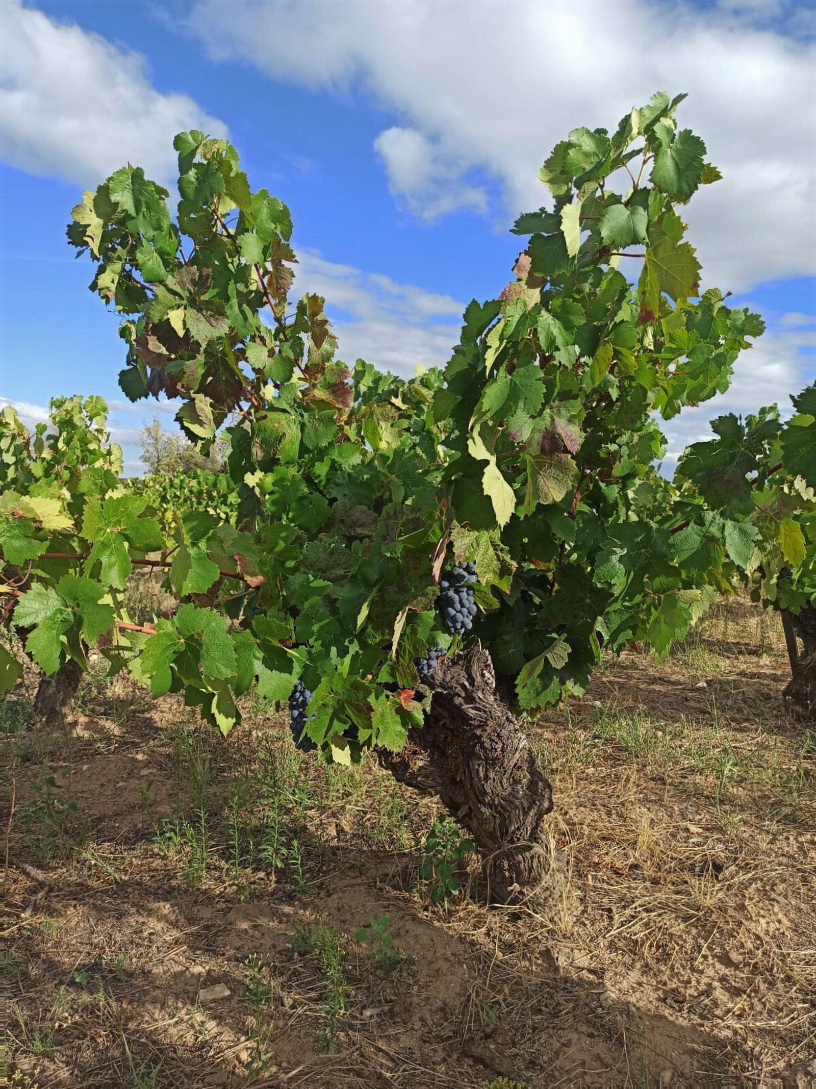 Dos viñedos viejos para favorecer la sostenibilidad