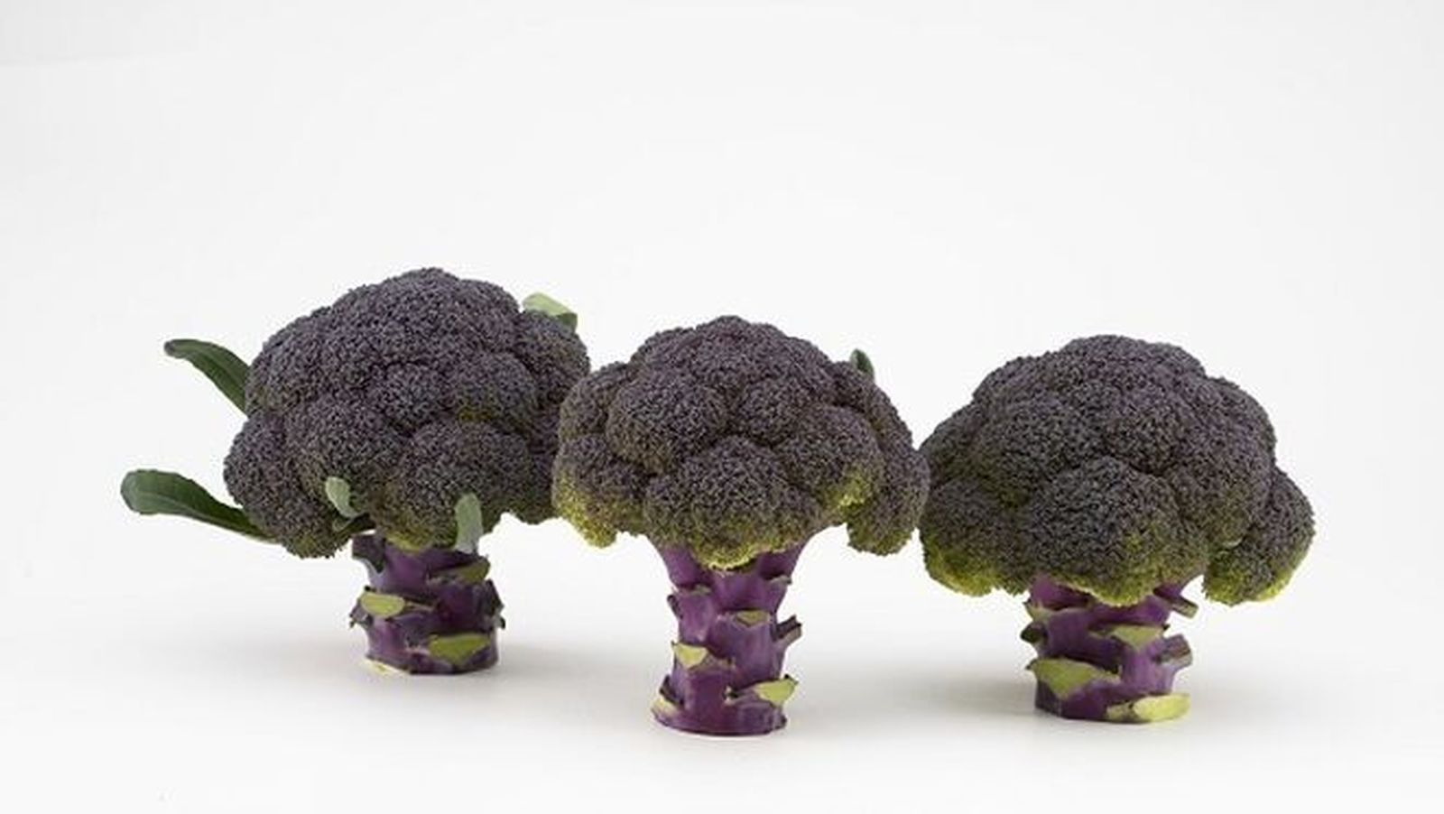 Purple Magic, el primer brócoli completamente morado del mercado, de Sakata.