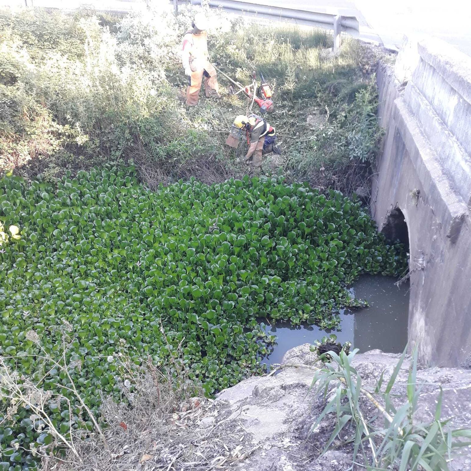 La retirada del camalote.