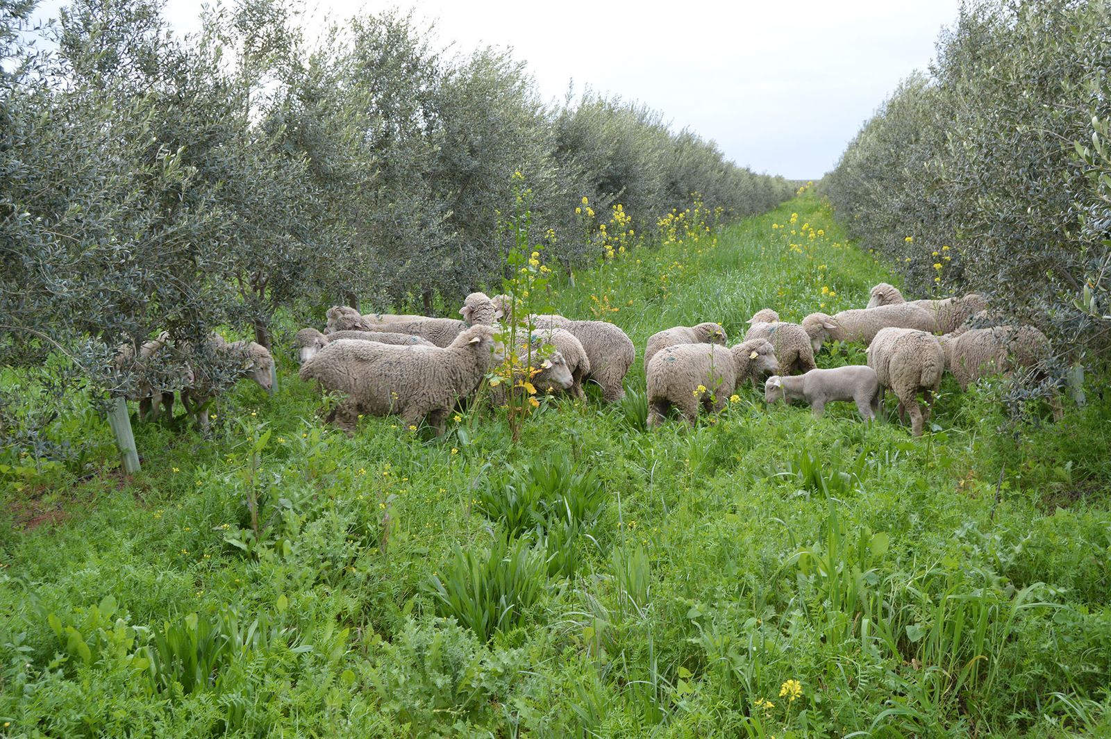 Una imagen de la finca loreña, cultivada con métodos ecológicos.