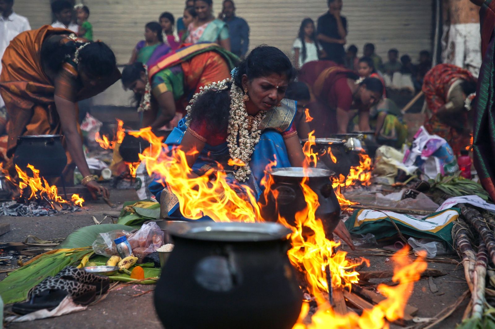 Las preciosas imágenes del Festival Thai Pongal en India
