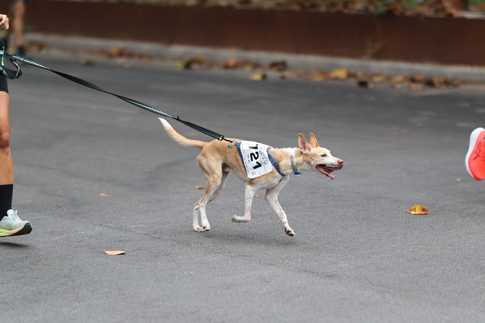 Las fotos de la VIII Carrera de la Prensa y la IV Marcha Solidaria de Málaga