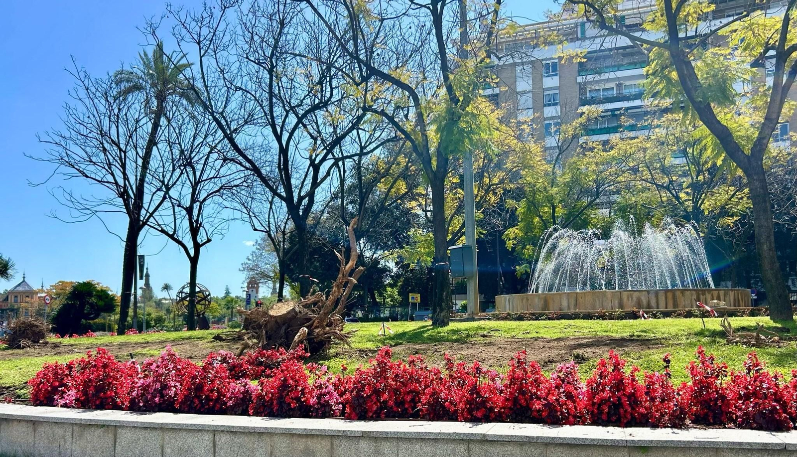 Situación actual de la rotonda de la Plaza de Cuba, donde se han retirado las jacarandas que murieron por la sequía.