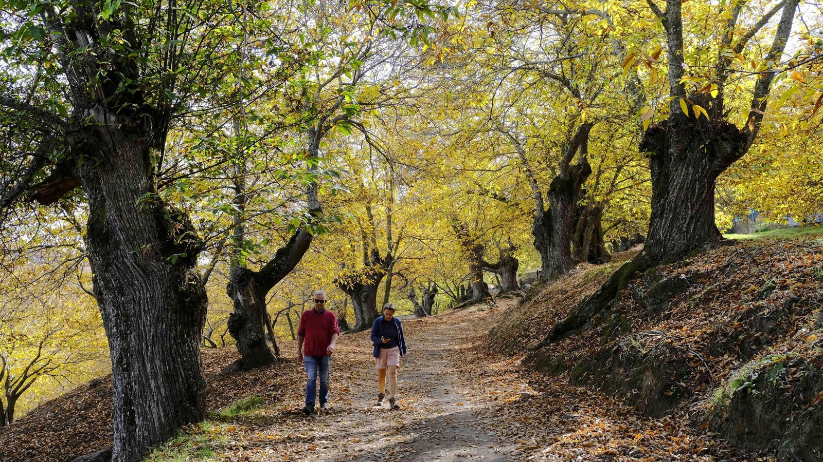 Senderistas rodeados de castaños gigantes.