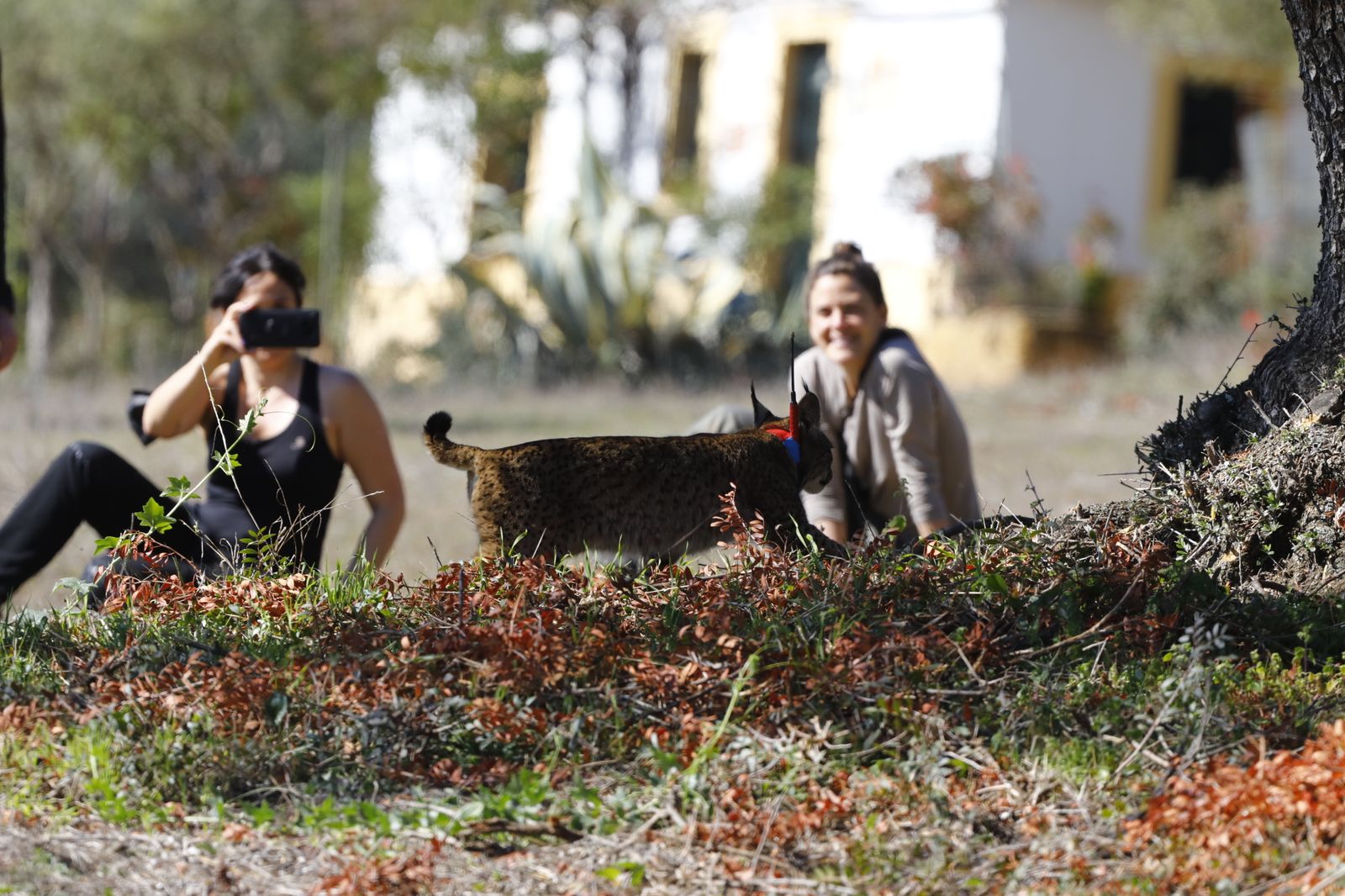 La suelta de la lincesa Salema en el Guadalmellato de Córdoba, en fotografías.