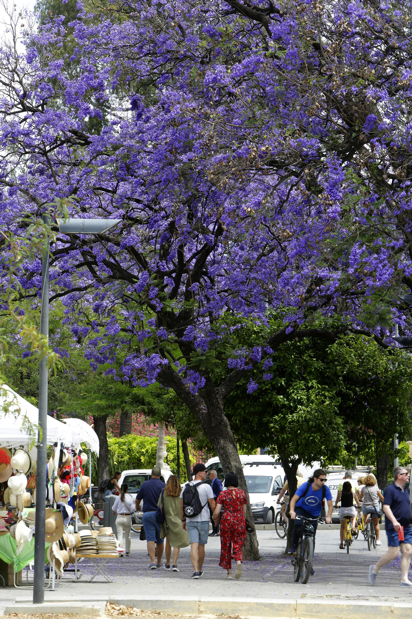 Los árboles más singulares del nuevo catálogo de Sevilla