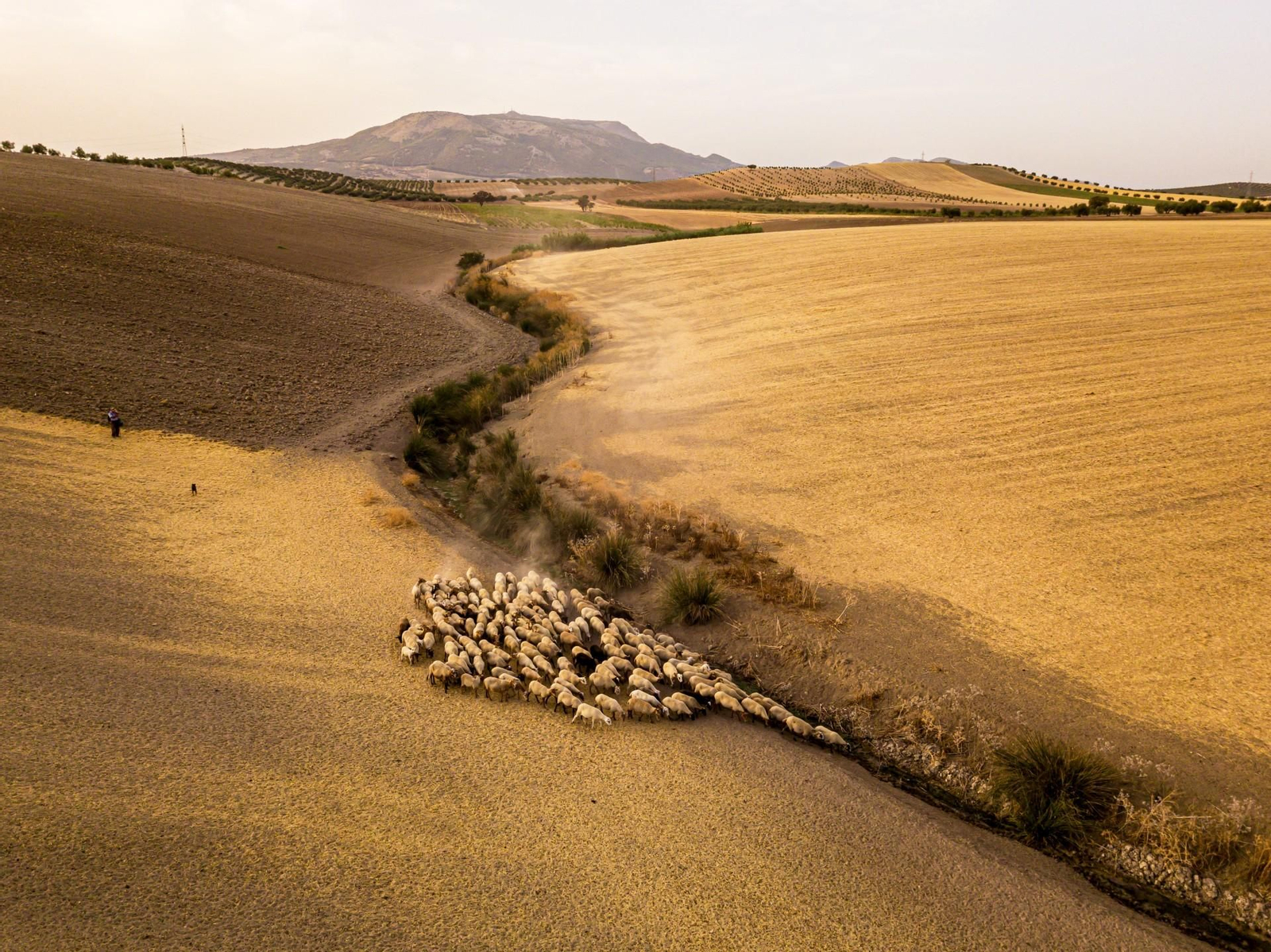 LLUÍS SALVADÓ Rebaño en La Vega. Fotografía ganadora. LLUÍS SALVADÓ Rebaño en La Vega. Fotografía ganadora.