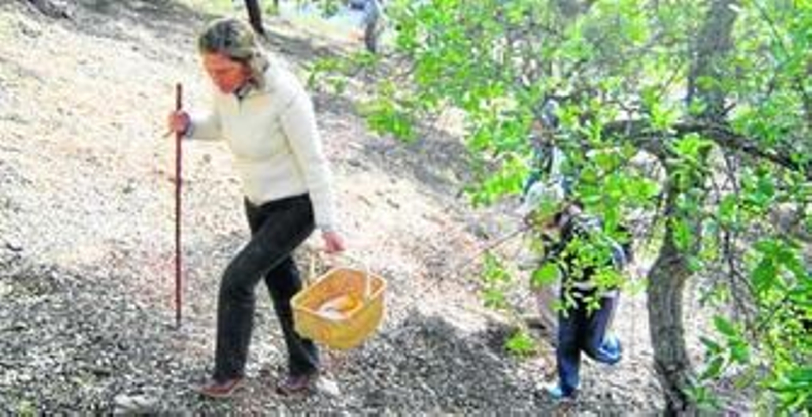 Una recolectora de setas, en plena faena en la sierra onubese.