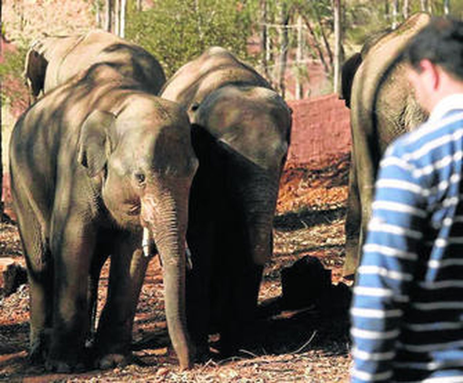 Un safari a apenas una hora de Sevilla