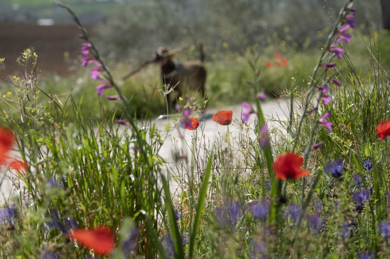 Primavera en la Serranía de Ronda, en imágenes.