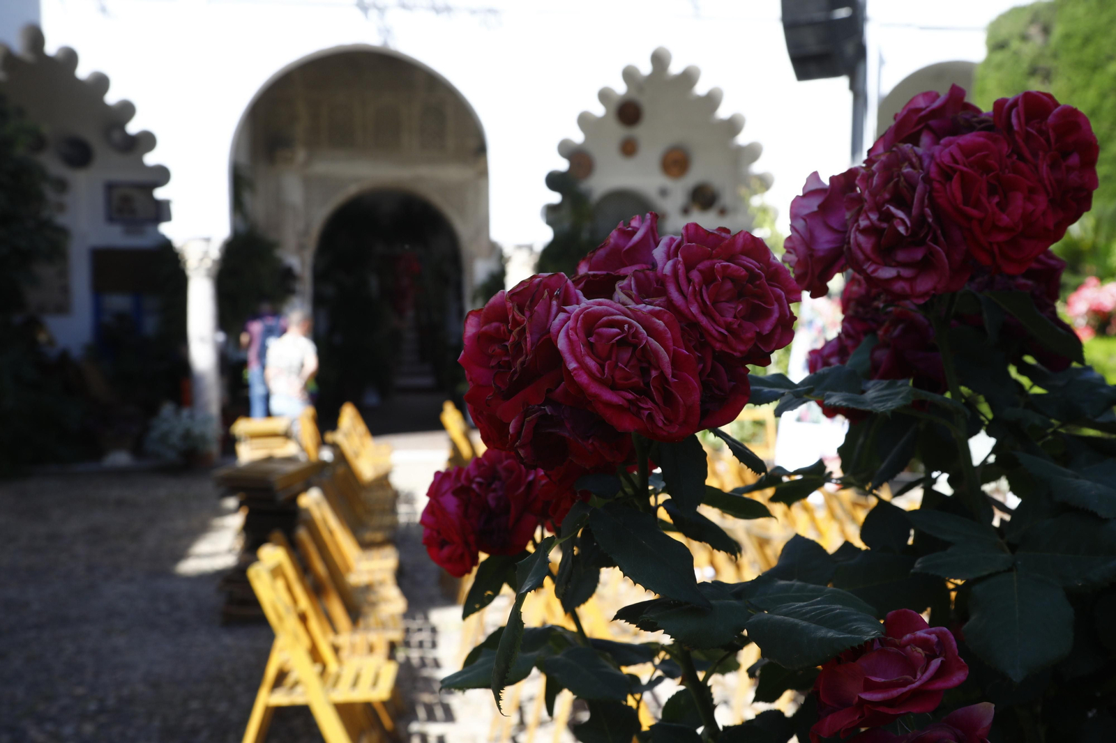 Los Patios de Córdoba se preparan para el fin de semana, en imágenes