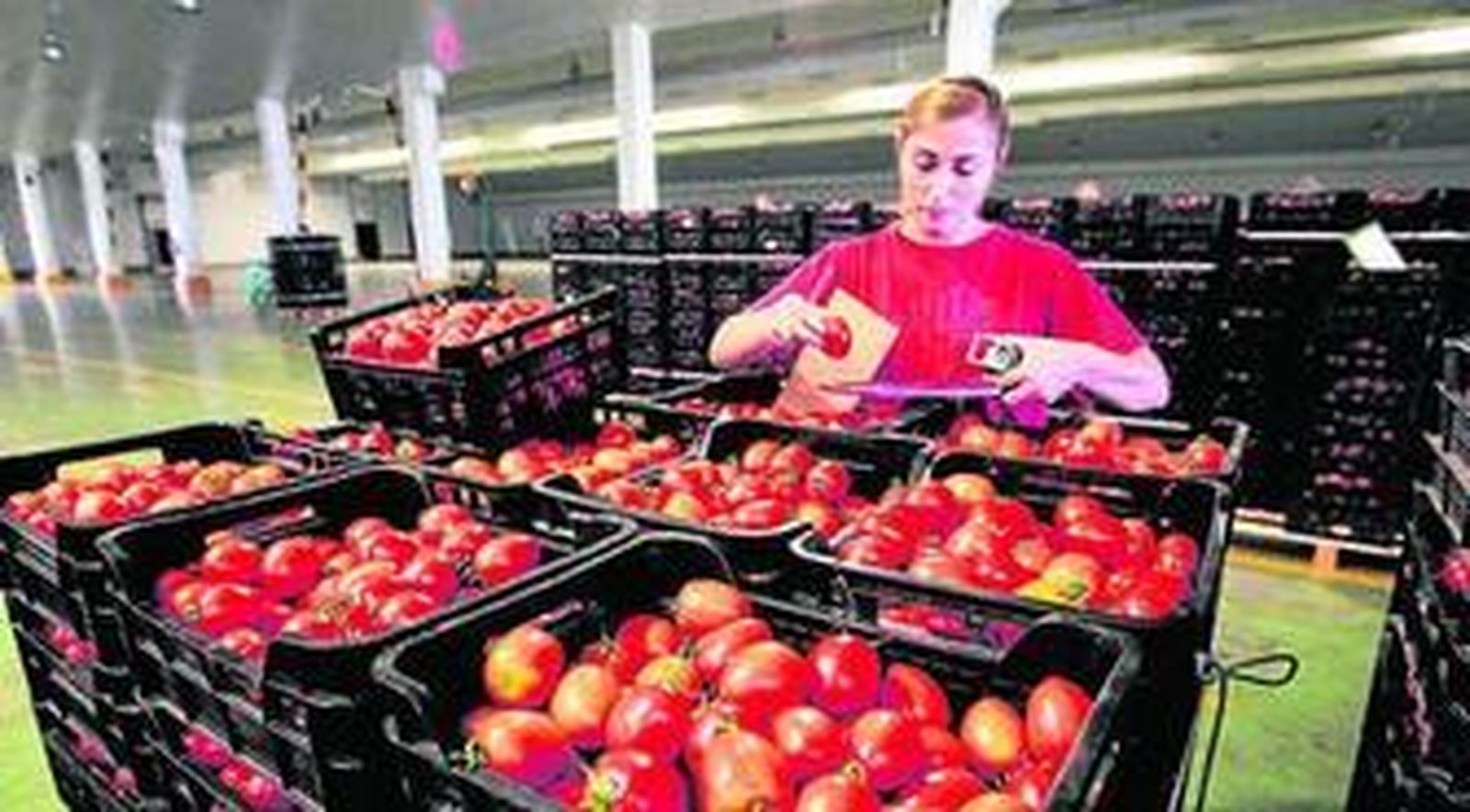 La compañía almeriense Vegacañada (Grupo Agroponiente) suministra tomate Raf a la abulense Yemas de Santa Teresa.