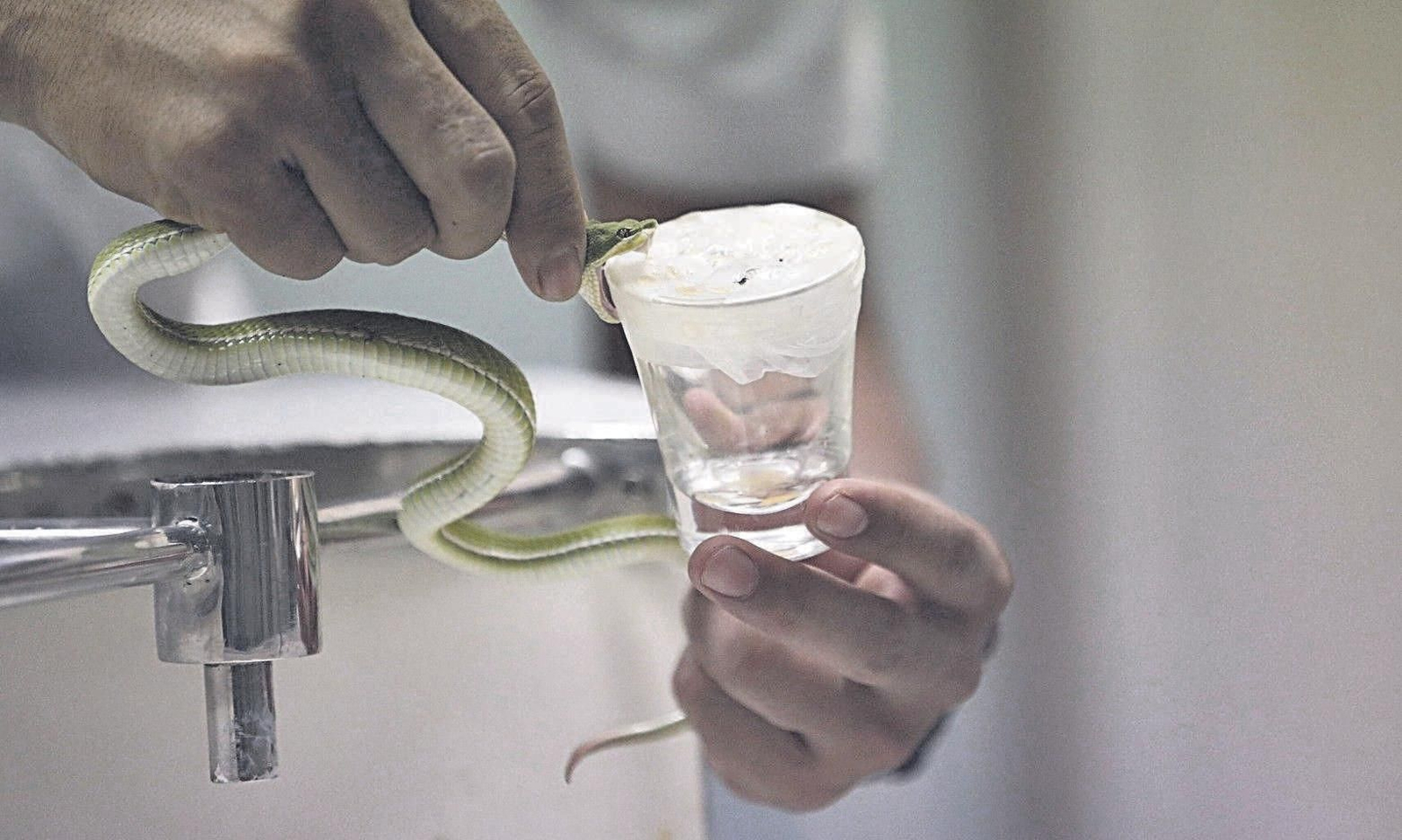 Una persona manipula una serpiente.