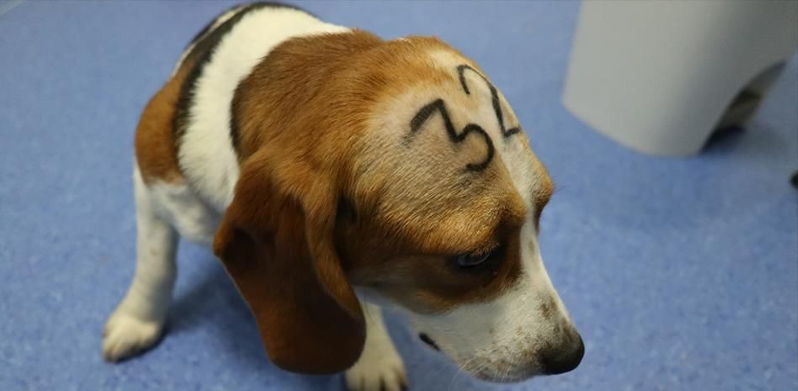 Juzgado no frena el experimento con beagles por defecto de forma en petición