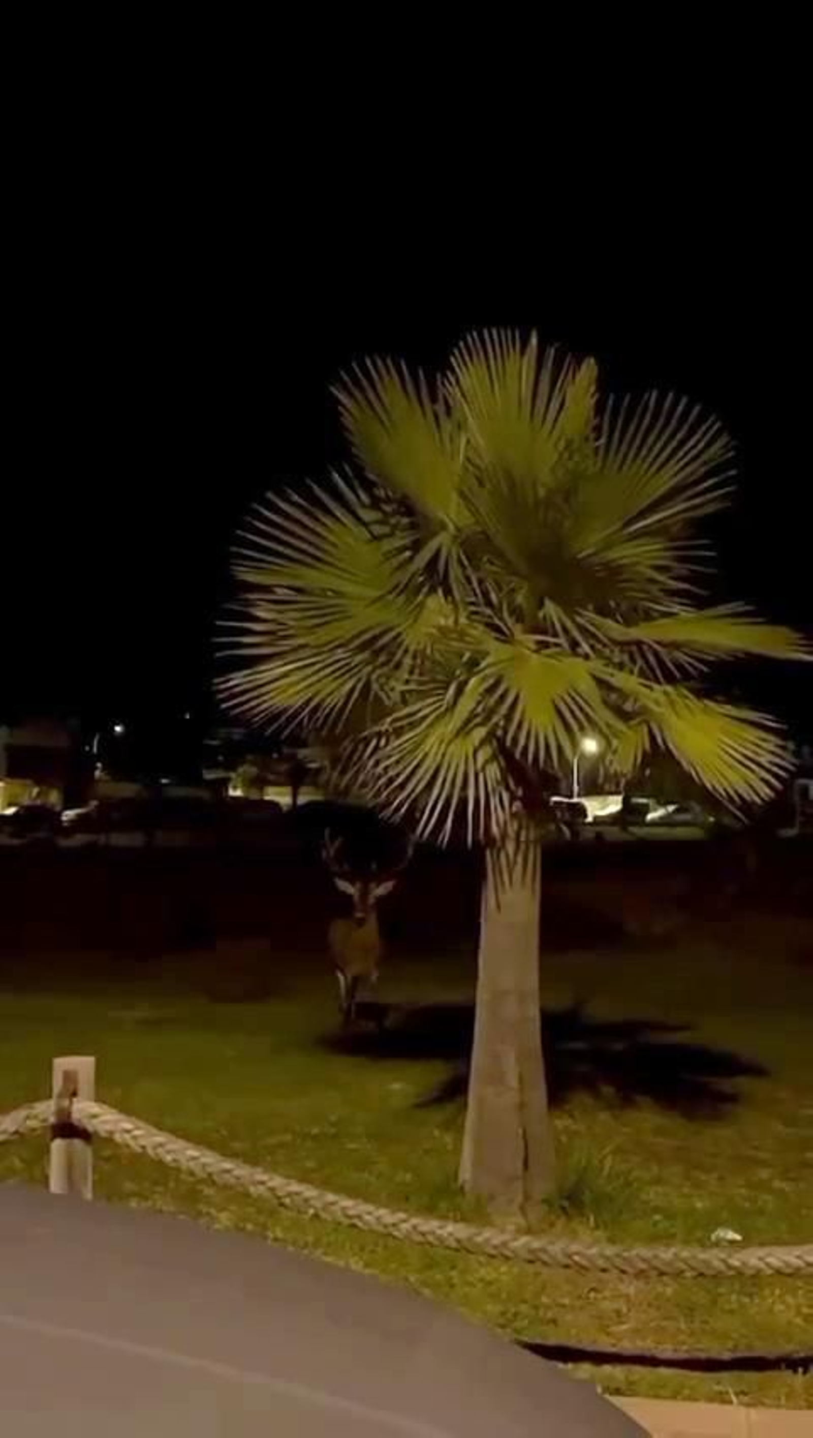 Matalascañas es mucho más que playas, un paseo nocturno por sus calles